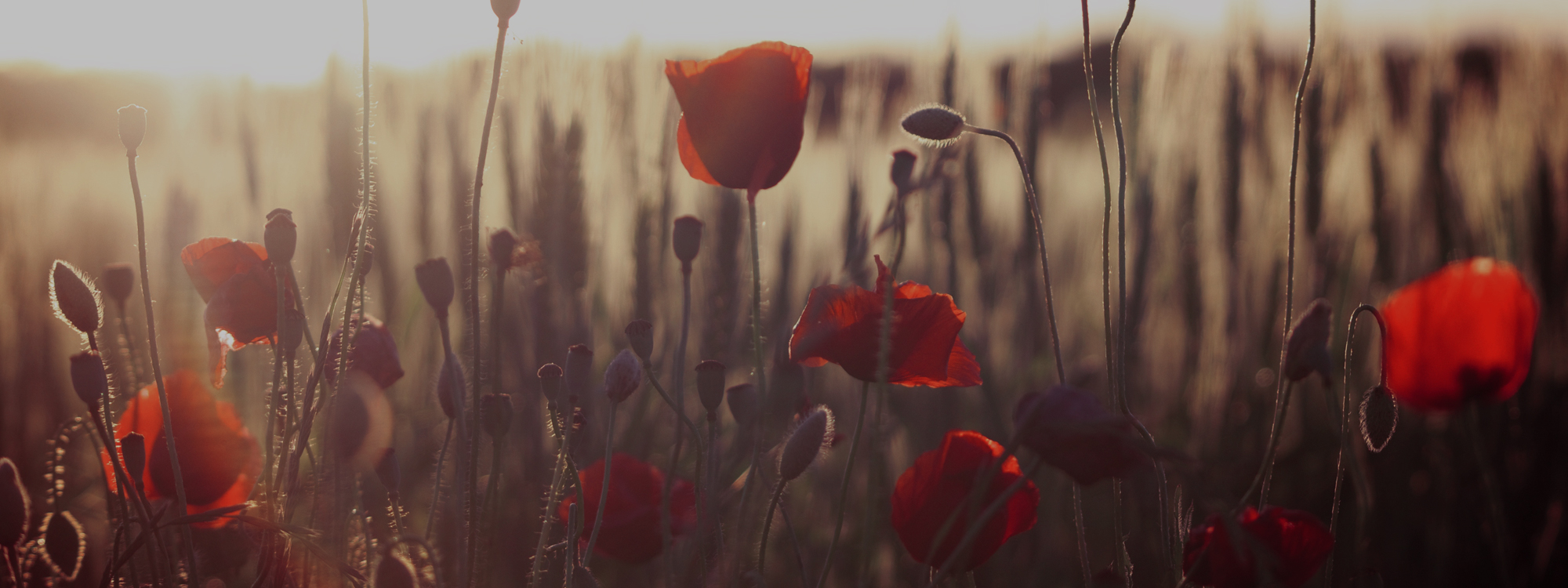 Remembrance  Sunday Service*St Mark's Church - 10th November at 10.30am